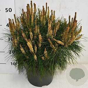 Pinus dens. 'Alice Verkade' 40-50 cm 7,5L