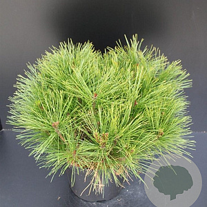 Pinus dens. 'Alice Verkade' 40-50 cm 7,5L