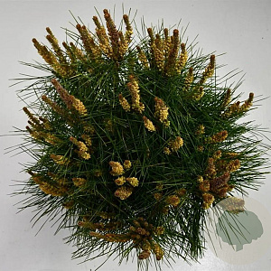 Pinus dens. 'Alice Verkade' 40-50 cm 7,5L