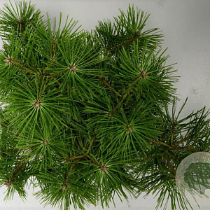 Pinus dens. 'Jane Kluis' 30-40 cm 5,0L