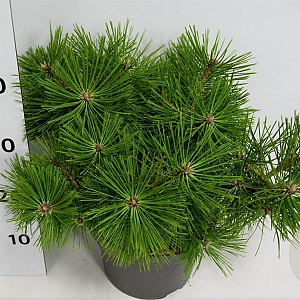Pinus dens. 'Jane Kluis' 30-40 cm 5,0L