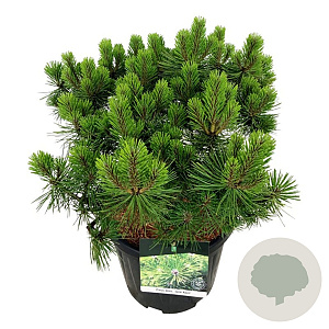 Pinus dens. 'Jane Kluis' 50-60 cm 15L