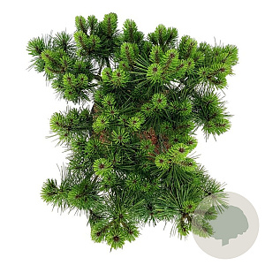 Pinus dens. 'Jane Kluis' 50-60 cm 15L