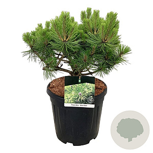Pinus dens. 'Jane Kluis' 50-60 cm 15L
