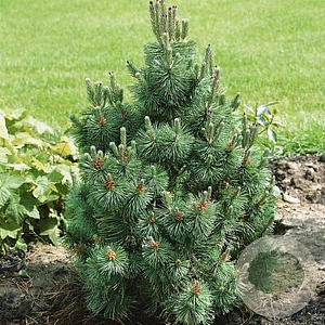 Pinus mugo 'Alpenzwerg' 20-25 cm 3,0L