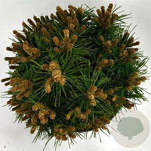 Pinus mugo 'Benjamin' 20-25 cm 5,0L