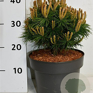Pinus mugo 'Benjamin' 20-25 cm 5,0L