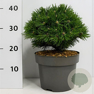 Pinus mugo 'Benjamin' 20-25 cm 5,0L