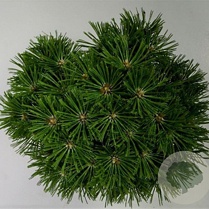 Pinus mugo 'Benjamin' 20-25 cm 5,0L