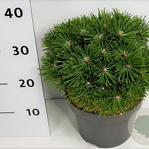 Pinus mugo 'Benjamin' 20-25 cm 5,0L