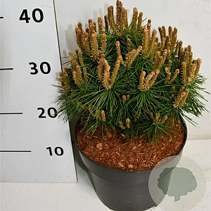 Pinus mugo 'Benjamin' 20-25 cm 5,0L