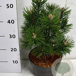 Pinus mugo 'Columbo' 30-40 cm 5,0L