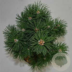 Pinus mugo 'Columbo' 30-40 cm 5,0L