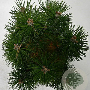 Pinus mugo 'Columbo' 30-40 cm 5,0L