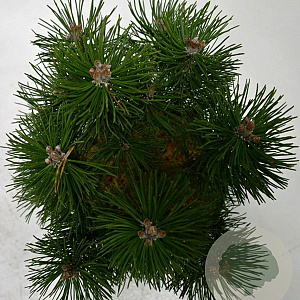 Pinus mugo 'Columbo' 30-40 cm 5,0L