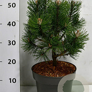 Pinus mugo 'Columbo' 30-40 cm 5,0L