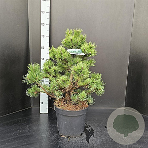 Pinus mugo 'Gnom' 50-60 cm 7,5L