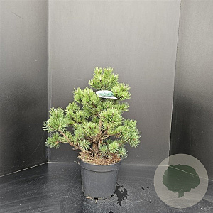 Pinus mugo 'Gnom' 50-60 cm 7,5L