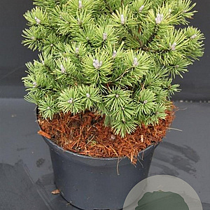 Pinus mugo 'Mops' 20-25 cm 5,0L