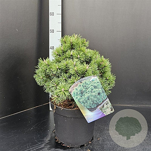 Pinus mugo 'Mops' 25-30 cm 5,0L