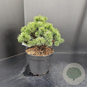 Pinus mugo 'Mops' 25-30 cm 5,0L