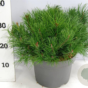 Pinus mugo mugo 30-40 cm 5,0L
