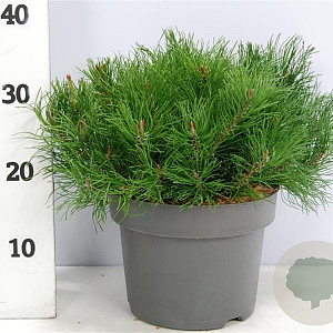 Pinus mugo mugo 30-40 cm 5,0L