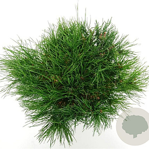Pinus mugo mugo 30-40 cm 5,0L