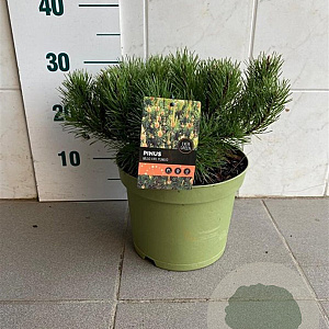 Pinus mugo pumilio 25-30 cm 5,0L