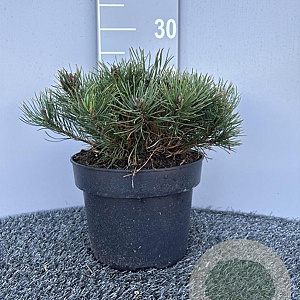 Pinus mugo pumilio 25-30 cm 5,0L