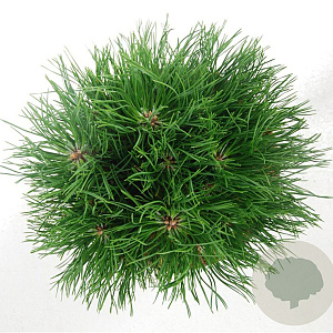 Pinus mugo 'Varella' 30-35 cm 5,0L
