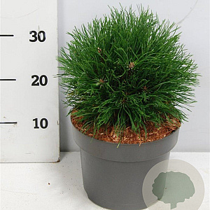 Pinus mugo 'Varella' 30-35 cm 5,0L