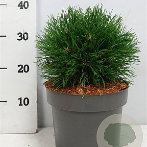 Pinus mugo 'Varella' 30-35 cm 5,0L