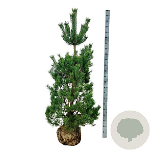 Pinus sylvestris 150-175 cm draadkluit