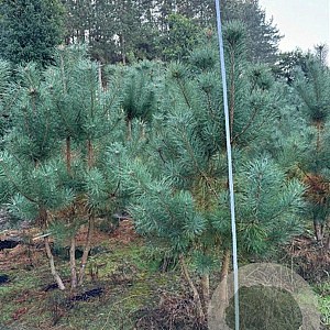 Pinus sylvestris 200-250 cm draadkluit meerstammig