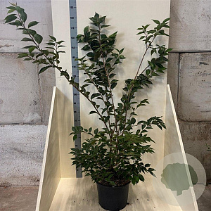 Prunus 'Accolade' 150-175 cm 20L meerstammig