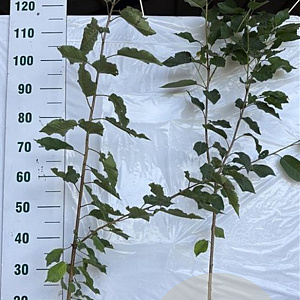 Prunus avium 100-125 cm 2,0L