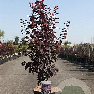 Prunus cer. 'Nigra' 100-125 cm 10L