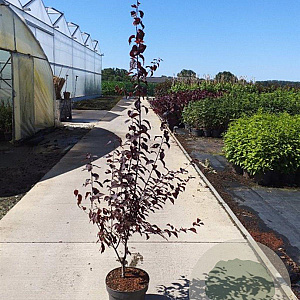 Prunus cer. 'Nigra' 100-125 cm 10L