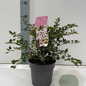 Prunus incisa 'Kojou-no-mai' 25-30 cm 2,0L