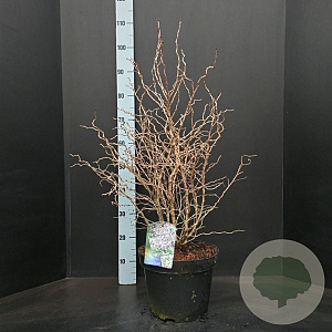 Prunus incisa 'Kojou-no-mai' 50-60 cm 10L