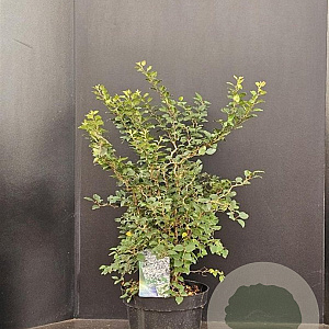 Prunus incisa 'Kojou-no-mai' 50-60 cm 10L