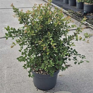 Prunus incisa 'Kojou-no-mai' 60-80 cm 10L