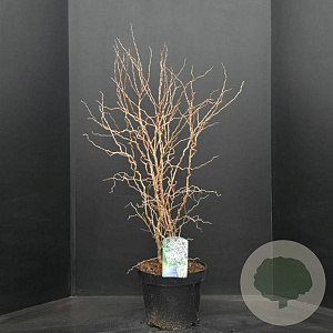 Prunus incisa 'Kojou-no-mai' 60-80 cm 10L