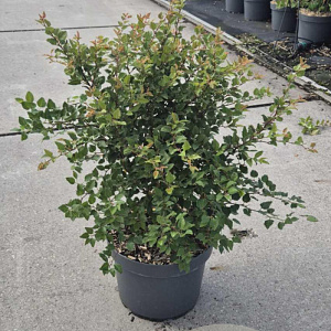 Prunus incisa 'Kojou-no-mai' 60-80 cm 10L