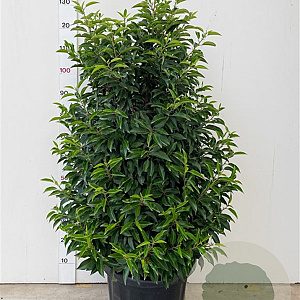 Prunus l. 'Angustifolia' 100-120 cm 20L