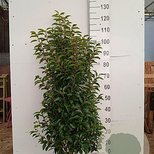 Prunus l. 'Angustifolia' 100-125 cm met kluit