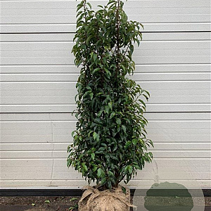 Prunus l. 'Angustifolia' 100-125 cm met kluit