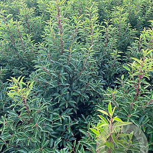 Prunus l. 'Angustifolia' 125-150 cm met kluit