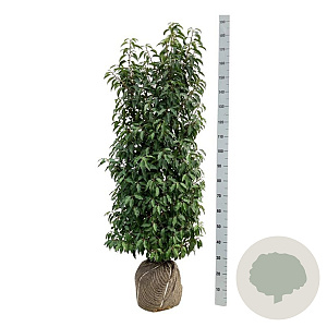 Prunus l. 'Angustifolia' 125-150 cm met kluit
